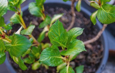 Ortanca yapraklarını baharda açar. Seçici odaklanma. Doğa.
