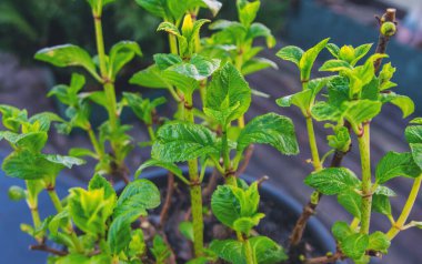Ortanca yapraklarını baharda açar. Seçici odaklanma. Doğa.