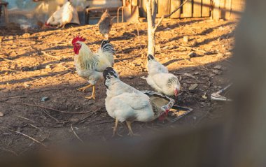 Tavuklar ve bir horoz kümeste. Seçici odaklanma. hayvan.