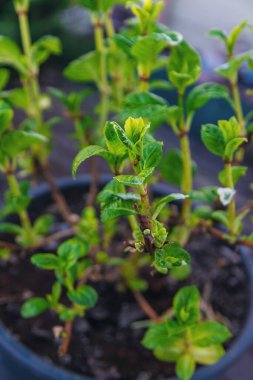 Ortanca yapraklarını baharda açar. Seçici odaklanma. Doğa.
