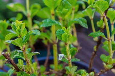Ortanca yapraklarını baharda açar. Seçici odaklanma. Doğa.