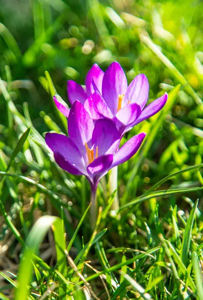 Crocus 'lar ilkbaharda çiçek açar. Seçici odaklanma. Doğa.