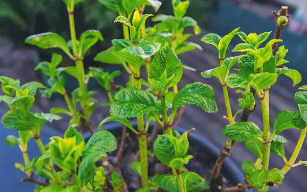 Ortanca yapraklarını baharda açar. Seçici odaklanma. Doğa.