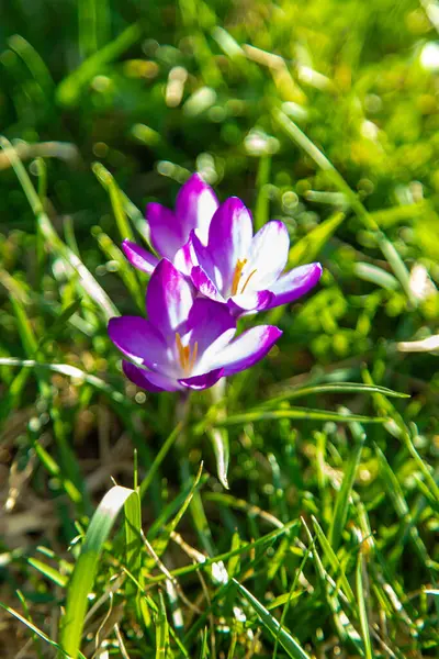 Crocus 'lar ilkbaharda çiçek açar. Seçici odaklanma. Doğa.