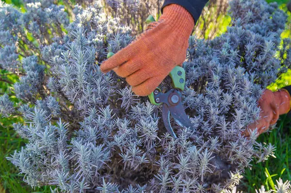 Bahçıvan lavanta çalılarını buduyor. Seçici odaklanma. Doğa.
