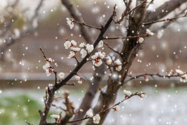 Ağaçlar ilkbaharda çiçek açar. Seçici odaklanma. Doğa.