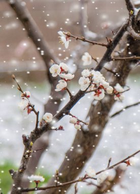 Ağaçlar ilkbaharda çiçek açar. Seçici odaklanma. Doğa.