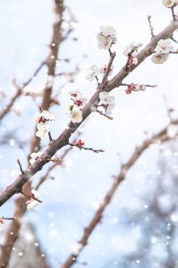 Ağaçlar ilkbaharda çiçek açar. Seçici odaklanma. Doğa.