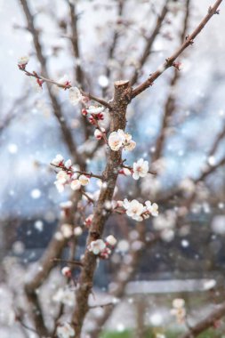 Ağaçlar ilkbaharda çiçek açar. Seçici odaklanma. Doğa.