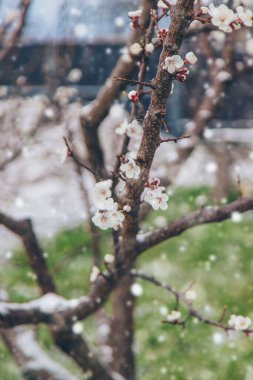 Ağaçlar ilkbaharda çiçek açar. Seçici odaklanma. Doğa.