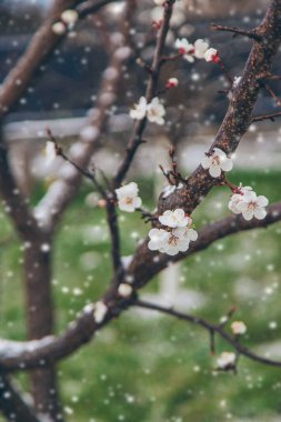 Ağaçlar ilkbaharda çiçek açar. Seçici odaklanma. Doğa.