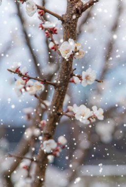 Ağaçlar ilkbaharda çiçek açar. Seçici odaklanma. Doğa.