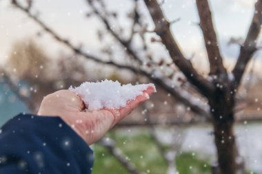 Ağaçlar ilkbaharda çiçek açar. Seçici odaklanma. Doğa.