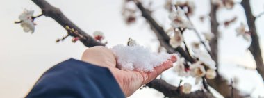Ağaçlar ilkbaharda çiçek açar. Seçici odaklanma. Doğa.
