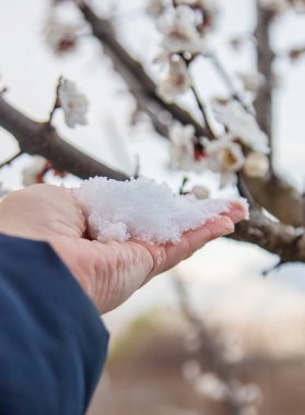 Ağaçlar ilkbaharda çiçek açar. Seçici odaklanma. Doğa.