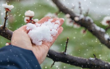 Ağaçlar ilkbaharda çiçek açar. Seçici odaklanma. Doğa.