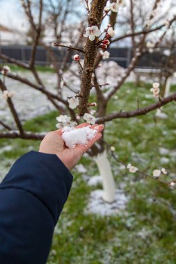 Ağaçlar ilkbaharda çiçek açar. Seçici odaklanma. Doğa.