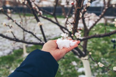 Ağaçlar ilkbaharda çiçek açar. Seçici odaklanma. Doğa.