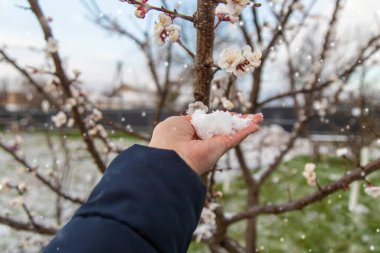 Ağaçlar ilkbaharda çiçek açar. Seçici odaklanma. Doğa.