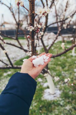 Ağaçlar ilkbaharda çiçek açar. Seçici odaklanma. Doğa.