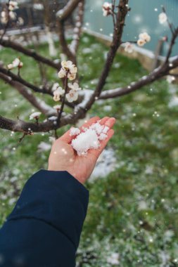 Ağaçlar ilkbaharda çiçek açar. Seçici odaklanma. Doğa.