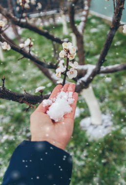 Ağaçlar ilkbaharda çiçek açar. Seçici odaklanma. Doğa.