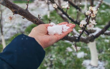 Ağaçlar ilkbaharda çiçek açar. Seçici odaklanma. Doğa.