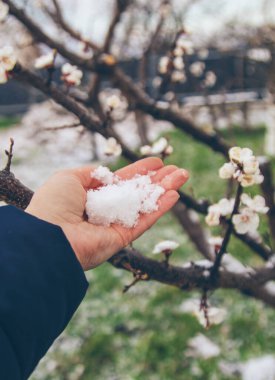 Ağaçlar ilkbaharda çiçek açar. Seçici odaklanma. Doğa.