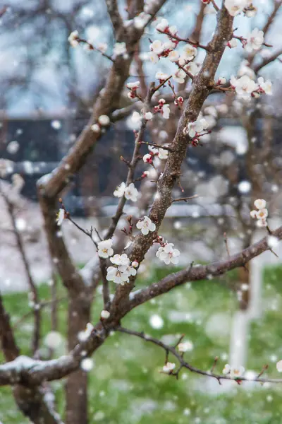 Ağaçlar ilkbaharda çiçek açar. Seçici odaklanma. Doğa.