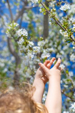 Çiçek açan ağaçların bahçesindeki bir çocuk. Seçici odaklanma. çocuk.