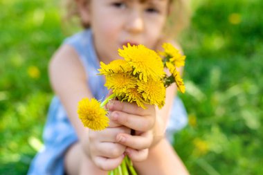 Bahçedeki çocuk elinde bir buket karahindiba ile. Seçici odaklanma. Çocuk.