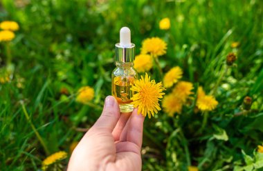 Karahindiba özü ve homeopatik takviyeler. Seçici odaklanma. Doğa.