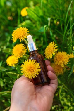 Karahindiba özü ve homeopatik takviyeler. Seçici odaklanma. Doğa.