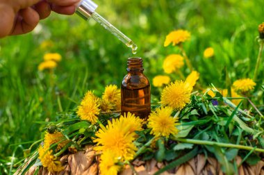 Karahindiba özü ve homeopatik takviyeler. Seçici odaklanma. Doğa.