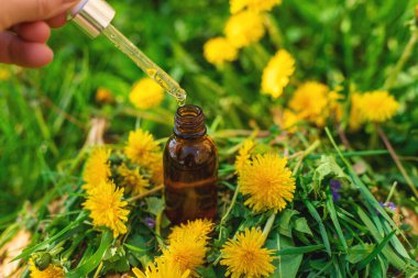 Karahindiba özü ve homeopatik takviyeler. Seçici odaklanma. Doğa.