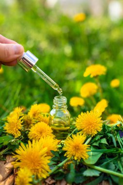 Karahindiba özü ve homeopatik takviyeler. Seçici odaklanma. Doğa.