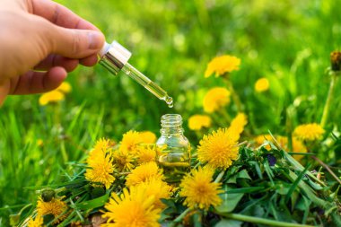 Karahindiba özü ve homeopatik takviyeler. Seçici odaklanma. Doğa.