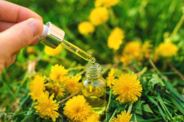 Karahindiba özü ve homeopatik takviyeler. Seçici odaklanma. Doğa.