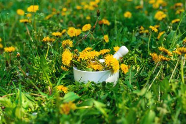 Karahindiba özü ve homeopatik takviyeler. Seçici odaklanma. Doğa.