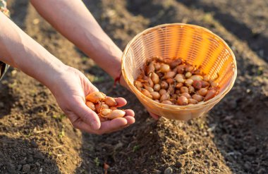 Bahçeye soğan ekiyorum. Seçici odaklanma. Doğa.