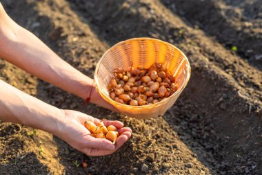 Bahçeye soğan ekiyorum. Seçici odaklanma. Doğa.