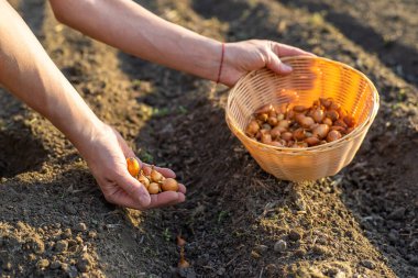 Bahçeye soğan ekiyorum. Seçici odaklanma. Doğa.