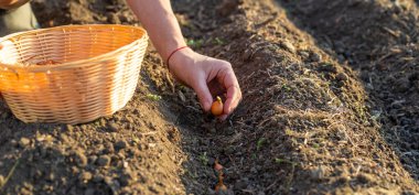 Bahçeye soğan ekiyorum. Seçici odaklanma. Doğa.
