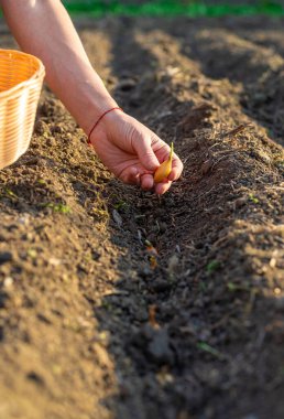 Bahçeye soğan ekiyorum. Seçici odaklanma. Doğa.