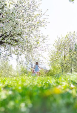 Çiçek açan ağaçların bahçesindeki bir çocuk. Seçici odaklanma. çocuk.
