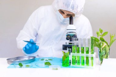 Laboratuvardaki bitkilerin araştırması. Seçici odaklanma. Doğa.