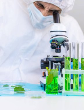 Laboratuvardaki bitkilerin araştırması. Seçici odaklanma. Doğa.