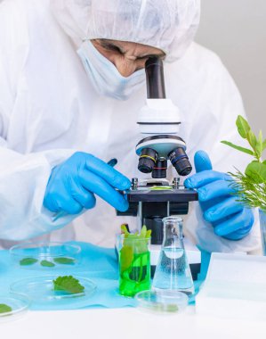 Laboratuvardaki bitkilerin araştırması. Seçici odaklanma. Doğa.