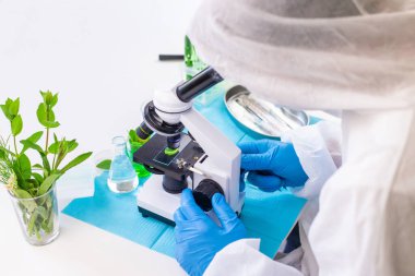 Laboratuvardaki bitkilerin araştırması. Seçici odaklanma. Doğa.