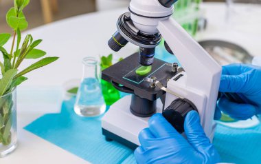 Laboratuvardaki bitkilerin araştırması. Seçici odaklanma. Doğa.